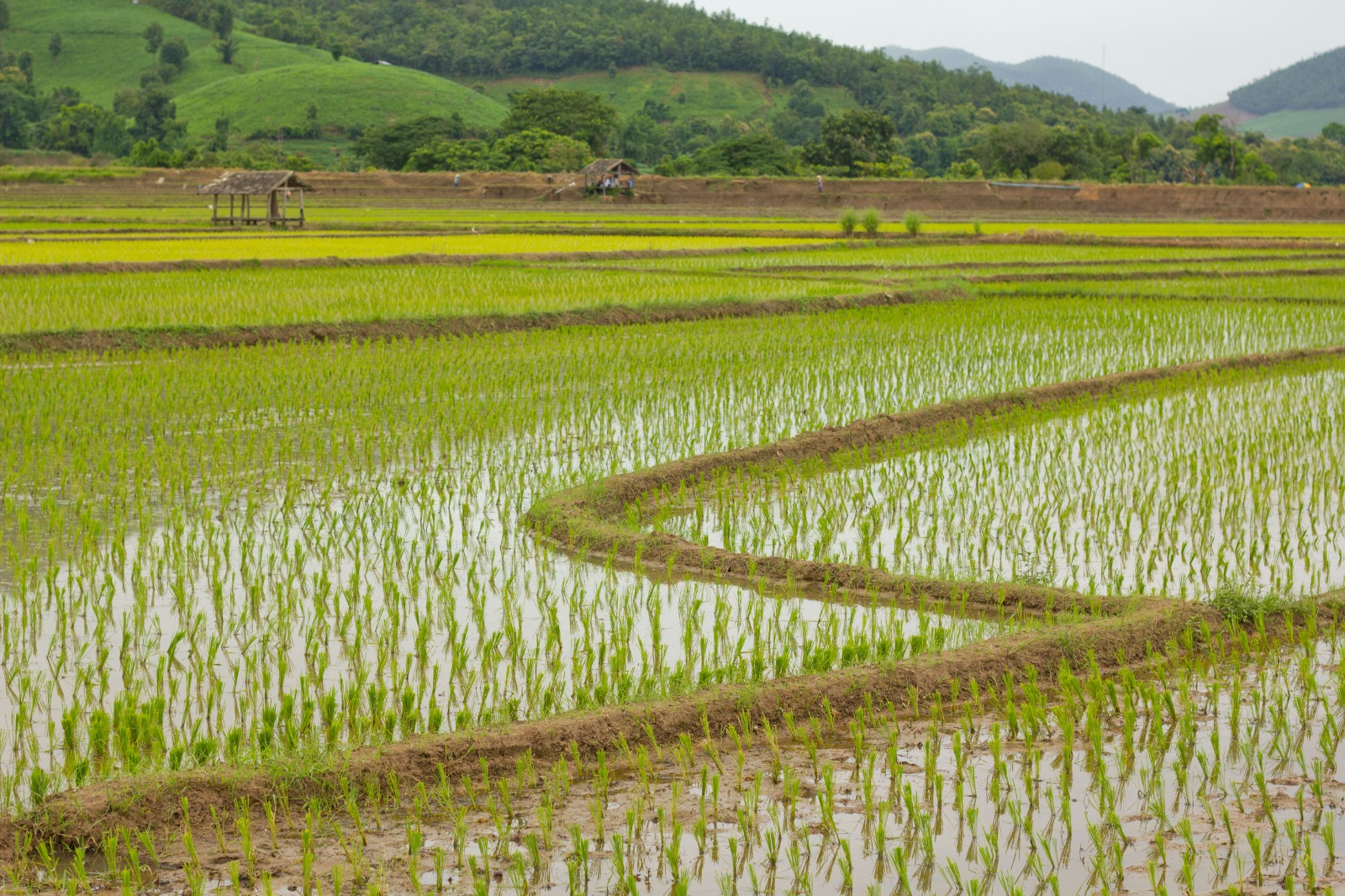 Farm fields