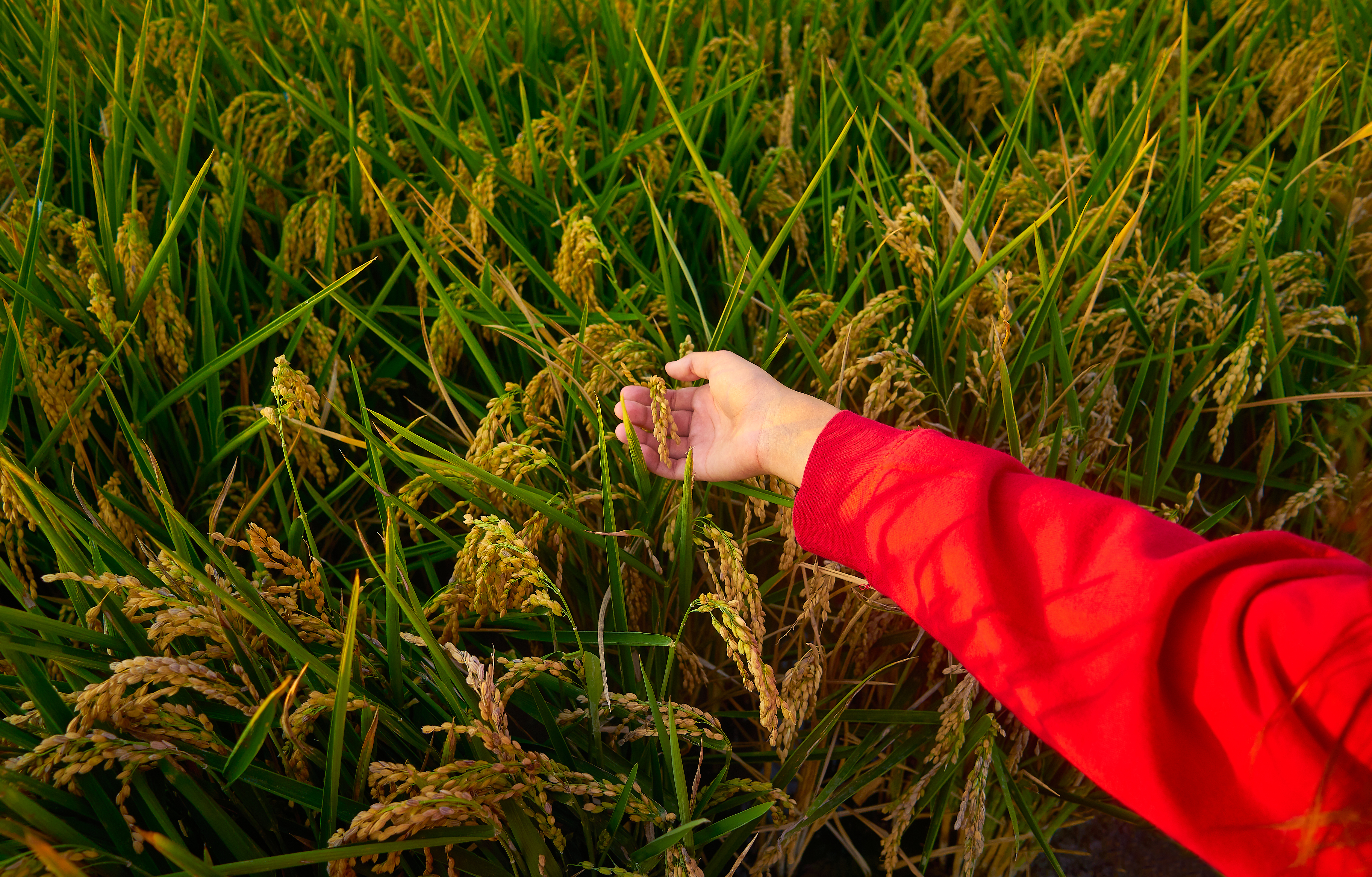 Toor Organic Crops